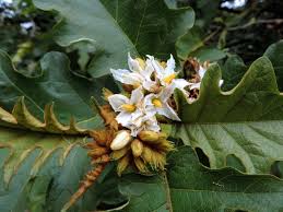 Image result for Solanum chrysotrichum