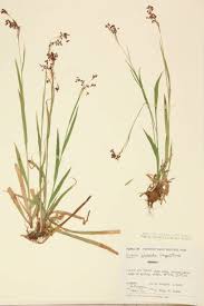 Image result for Juncaceae