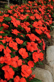 Electronics Cars Fashion Collectibles Coupons And More Ebay Plants Planting Flowers Shade Garden