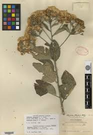Image result for Vernonia congolensis