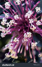 Image result for Clerodendrum fasciculatum