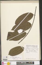 Image result for Ancylobothrys scandens