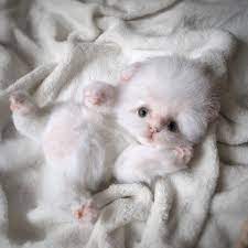 Cute White Fluffy Kitten In A Halloween Decor Theme Like A Etsy Realistic Stuffed Cat White Kittens Kitten