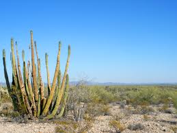 There are many historic sites in these towns. Victoria Mine Trail Organ Pipe Cactus National Monument Arizona