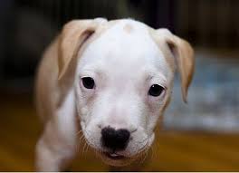 The most common tan white pitbull material is aluminum. White And Light Tan Pit Bull Pup Picture Jpg