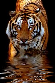 Maybe you would like to learn more about one of these? 42 Tiger Iphone Wallpaper On Wallpapersafari