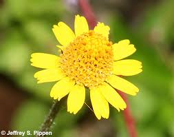 Image result for Acmella