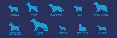 Dogs can have allergic reactions to grooming products, food, and environmental irritants, such as yeast infections are easy to diagnose and often respond well to a topical cream. How To Care For Yeast Infections In Dogs