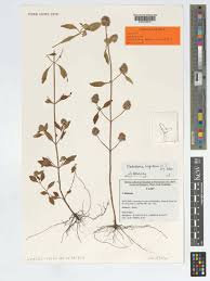 Image result for Platostoma sp. no. 2