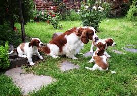 Image result for velššpringršpaněl