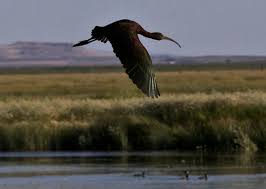 Birds Of Central Oregon Coast Malheur National Wildlife Refuge Offers New Hiking Brochure In Time For Spring Bird Watching South Of National Wildlife Refuge Oregon Outdoors Camping Near Me