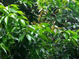 Image result for Scolopia