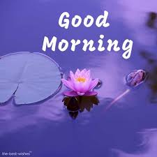 It refers to a 'morning flower' in native american language. 150 Fresh Beautiful Good Morning Images With Nature