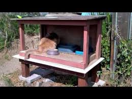 Elevating the floor of the feeding station keeps the food. How To Skunk Proof A Feral Cat Feeding Station Youtube