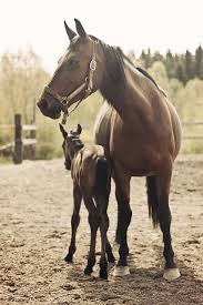 They Are A Little Too Skinny This Is So Beautiful Such An Amazing Shot Horses Beautiful Horses Pretty Horses
