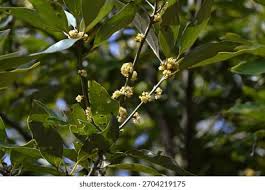 Image result for Lauraceae