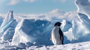 It is not looking good for polar bears, said desantis, who blames the arctic beast's decline on the melting sea ice where they hunt seals — their preferred prey. Polar Extremes Nova Pbs