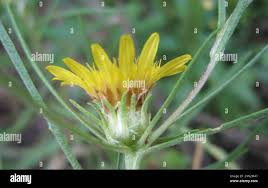 Image result for Geigeria