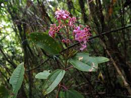 Image result for Cincinnobotrys