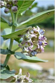 Aak Madar Erukku Plant Crown Flower Medicinal Use Health Benefits Remedy For Painful Heel Syndrome Plants Medicinal Plants Milkweed Plant