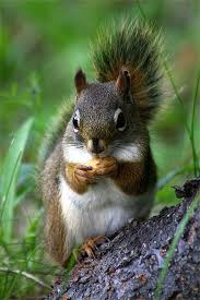 Cinéma voir un exemple télévision voir un exemple abonnement newsletters. Ch Tipoupoune L Ecureuil Du College Loustanxelle Photo Ecureuil Ecureuil Ecureuil Drole