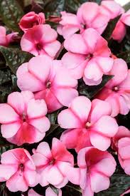 Image result for Impatiens irvingii