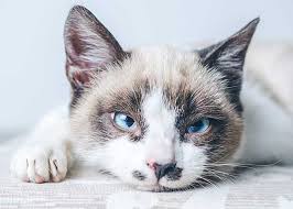 Maybe you would like to learn more about one of these? à¹à¸¡à¸§à¸«à¸²à¸¢à¹ƒà¸ˆà¹à¸£à¸‡ à¸«à¸¡à¸²à¸«à¸­à¸š à¹€à¸› à¸™à¹€à¸£ à¸­à¸‡à¸›à¸à¸• à¸ˆà¸£ à¸‡à¹€à¸«à¸£à¸­ à¸  à¸¢à¸£ à¸²à¸¢à¸‚à¸­à¸‡à¹€à¸ž à¸­à¸™à¸ª à¸‚à¸²à¸— à¹€à¸ˆ à¸²à¸‚à¸­à¸‡à¸„à¸§à¸£à¸£