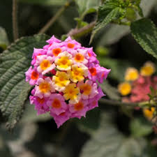 Finding flowers that start with letter t, from a single web. Flowers That Begin With L A To Z Flowers