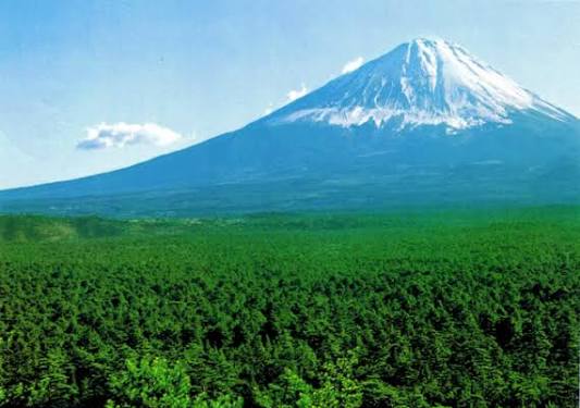 The Sea of Trees — Petkoffs to Japan