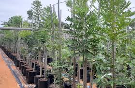 Image result for Harpephyllum afrum