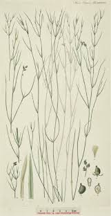 Image result for Potamogeton trichoides