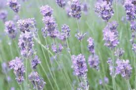 A fiver apiece will rack up quite the bill if you need ten, twenty, or more plants. Is Lavender Poisonous To Cats
