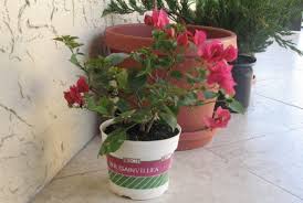 However, some plants require special care in colder months. Taking Care Of Your Potted Plants In Winter