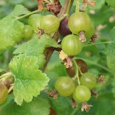 Image result for jostaberry