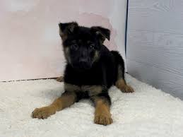 Black german shepherd puppies illinois. German Shepherd Puppies Petland Batavia Il