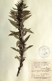 Image result for Ammannia baccifera