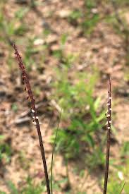 Image result for Coelorachis