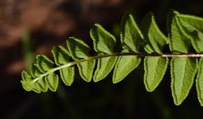 Image result for Cheilanthes inaequalis