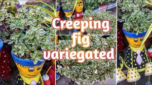 Check out our creeping fig selection for the very best in unique or custom, handmade pieces from our house plants shops. Ficus Pumila Variegated Creeping Fig Variegated How To Grow Care Variegated Creeping Fig Youtube