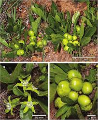 Image result for Pygmaeothamnus zeyheri