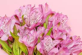 Cut flowers bad for cats. 5 Flowers That Are Safe For Cats The Catnip Times