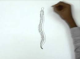 The thoracic spine is the middle part of the spine, connecting the cervical and lumbar spine. How To Draw A Human Spinal Cord Youtube