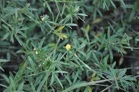 Image result for Stylosanthes