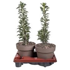 Image result for Pachypodium saundersii