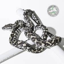 2018 Caramel Axanthic Ocelot Male Pythons For Sale Caramel Color Caramel Brown
