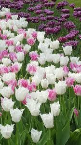 pin by dianne van der kruk on tulpen tulips flowers plants