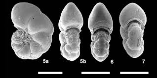 Image result for Micrargeriella