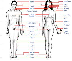 Ventre (belly), veine (vein), vertã¨bre (vertebra), vessie (urinary bladder) are body parts that begin by the letter v in french. Diagram Of Parts Of Body Wiring Diagram