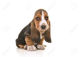 The basset hound can be a bit stubborn and food is usually near the top of their agenda. Cute Basset Hound Puppies Off 67 Www Usushimd Com