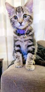 Cute Jungle Animals To Draw By Cute Pictures Of Animals Memes Soon Cute Kittens Profile Pictures That Cute Cartoo Kitten Breeds Cute Cats Cute Cats And Kittens
